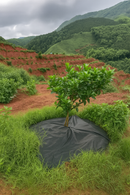 Anti-Ervas para Árvores