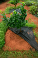 Anti-Ervas para Árvores