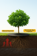 Anti-Ervas para Árvores